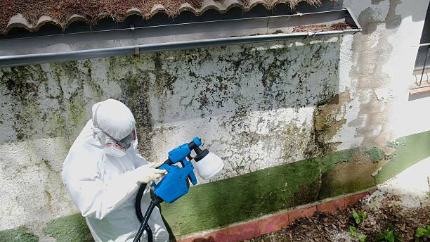 Mold Removal service in Lincoln Park
